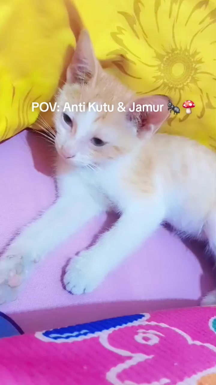 @Aini Nani
