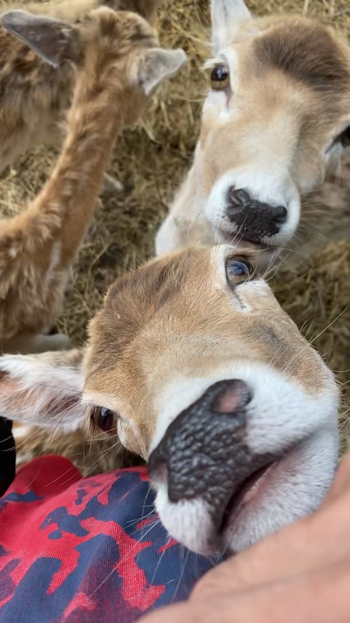 @Boo__Farm