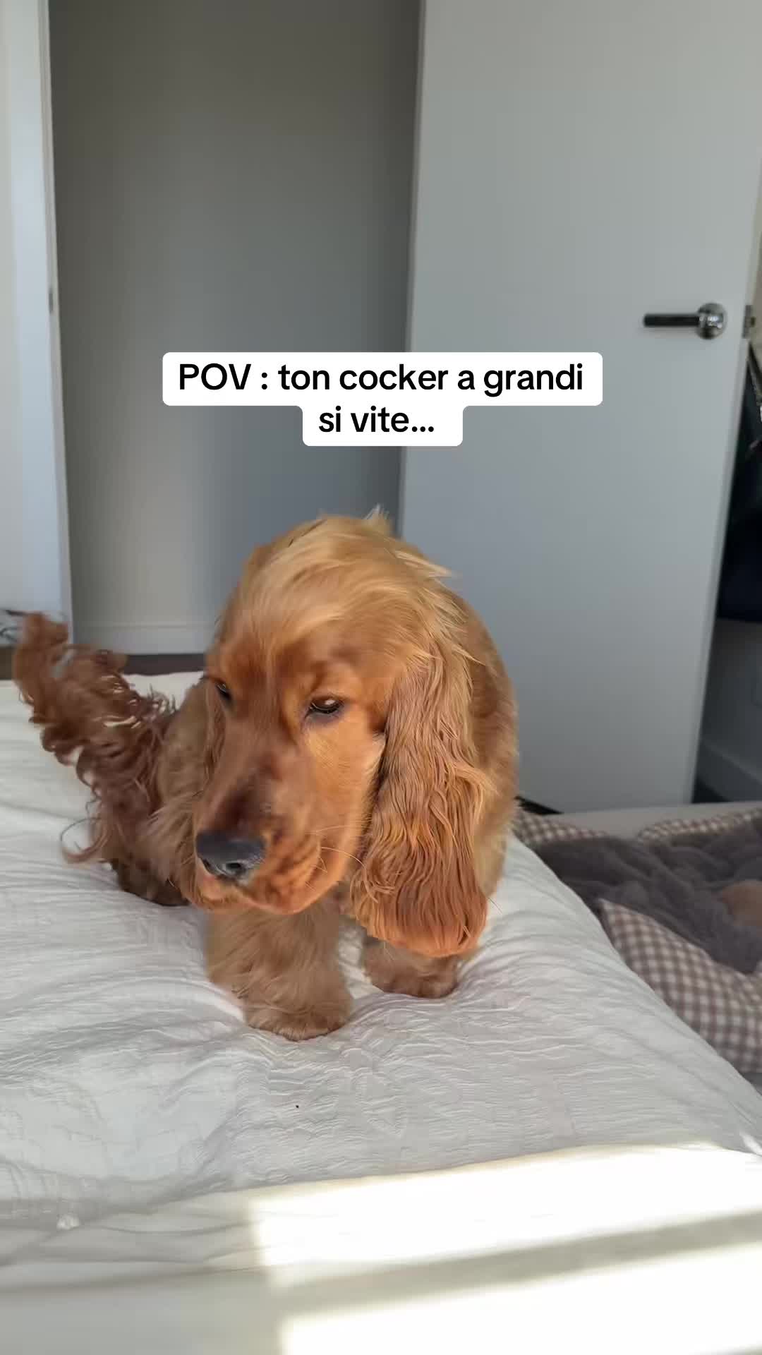 @coeur.de.cocker
