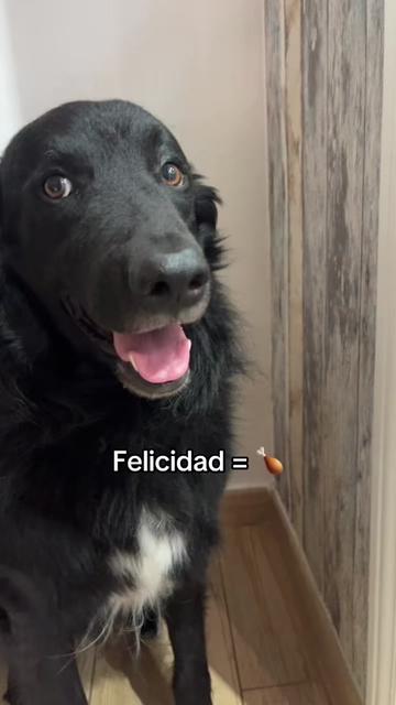 @Luiggi the Dog