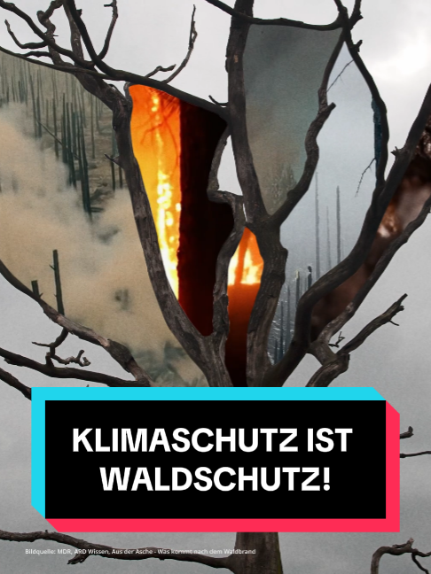 @Gr&uuml;ne im Bundestag