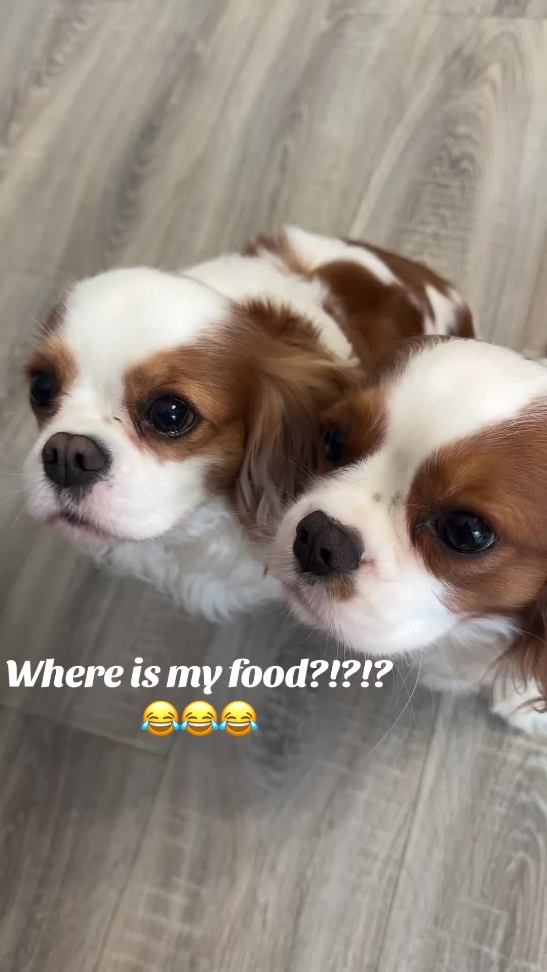 @Cavalier_king_charles_paris