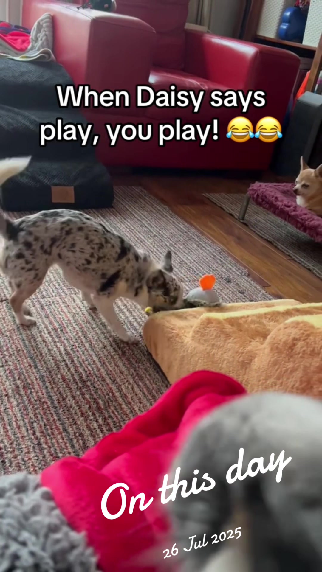@diddydogz