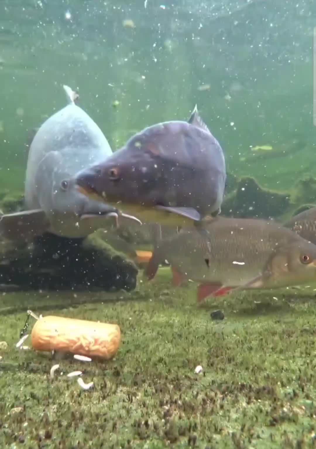 @fishing