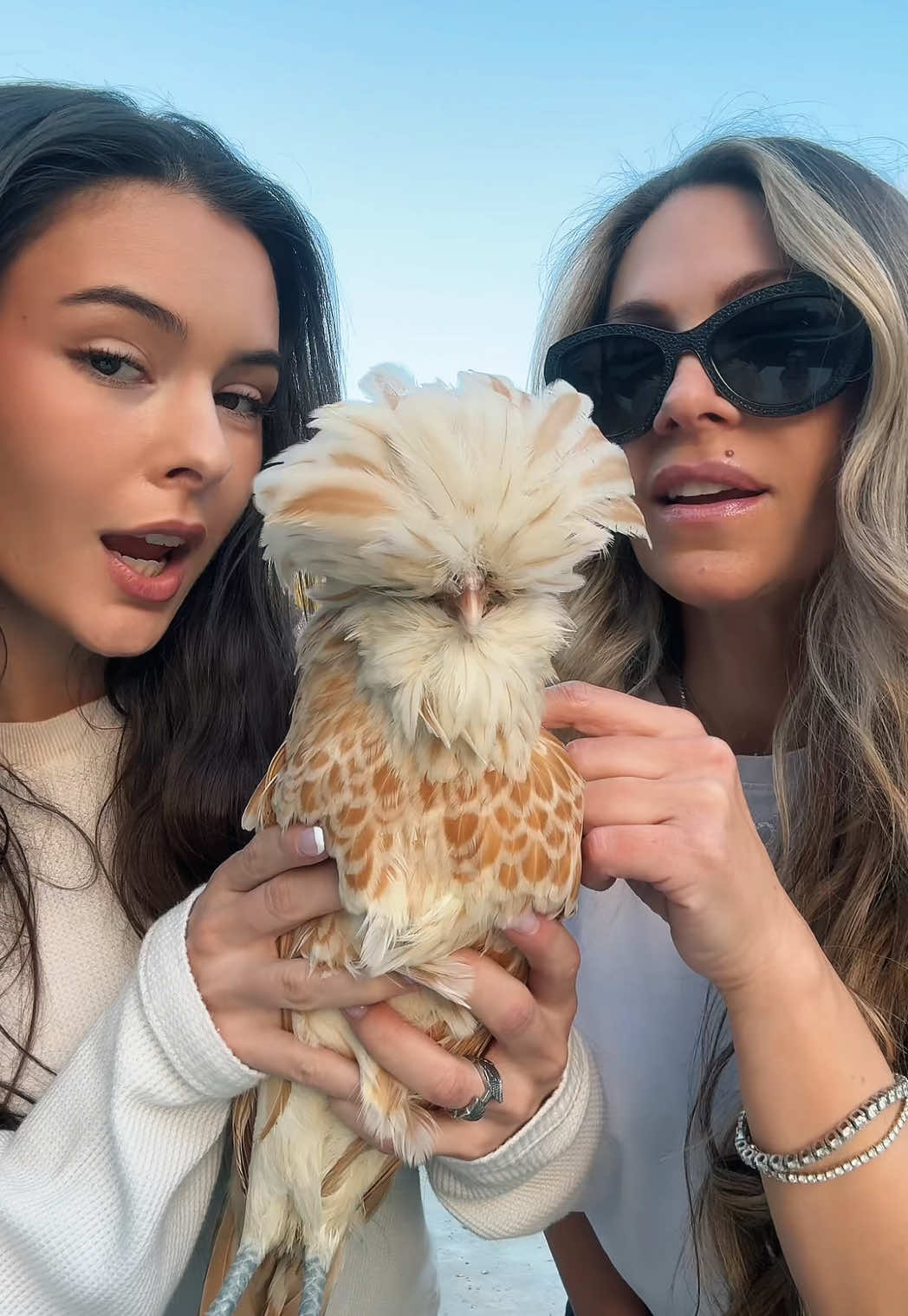 @llaurengibson