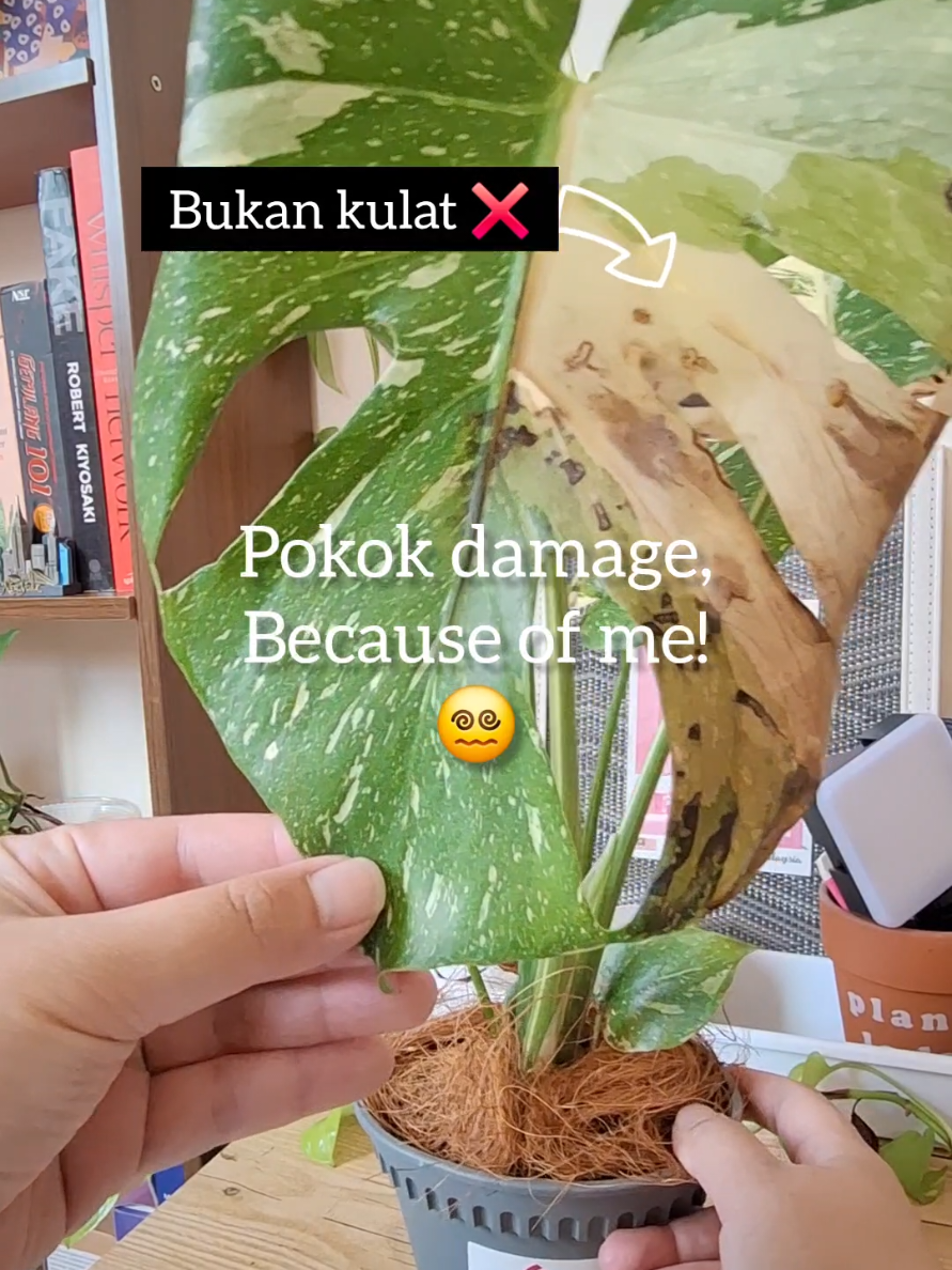 @Sara | Indoor Plants | 🇲🇾