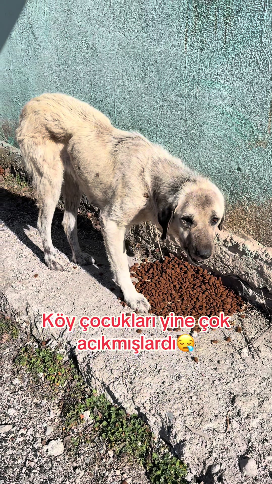 @azaphanecanlari