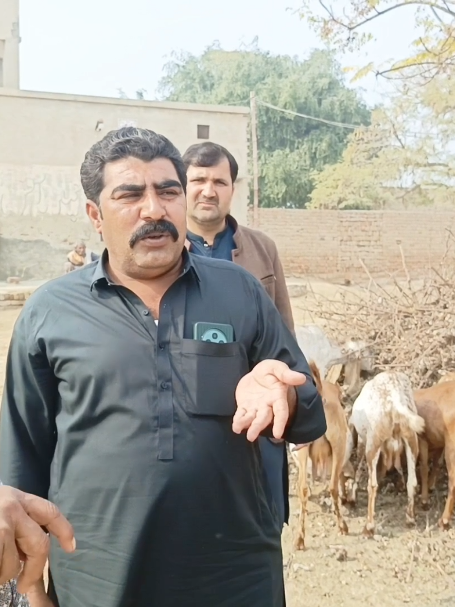 @Animal success