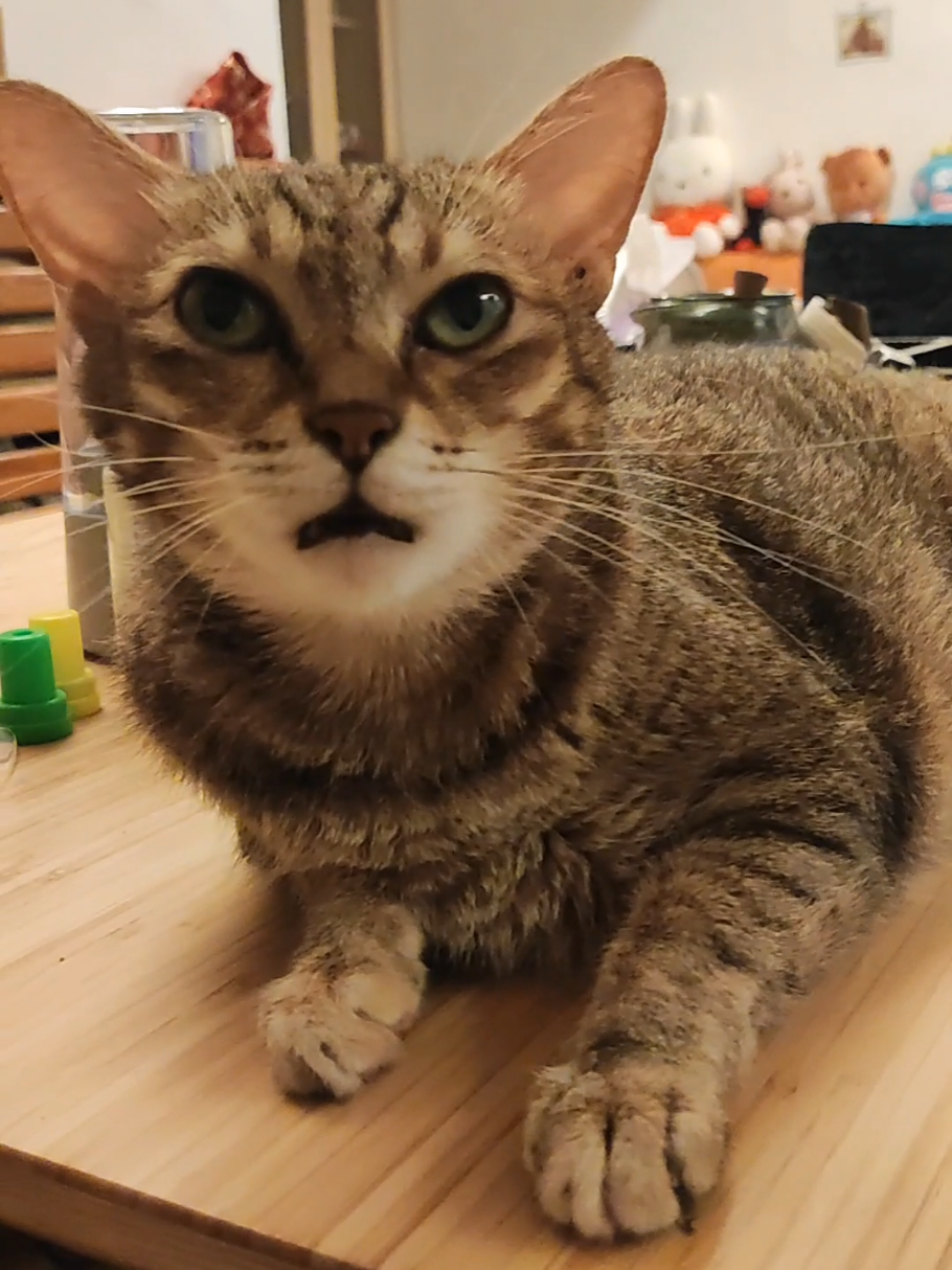 @三貓老爹