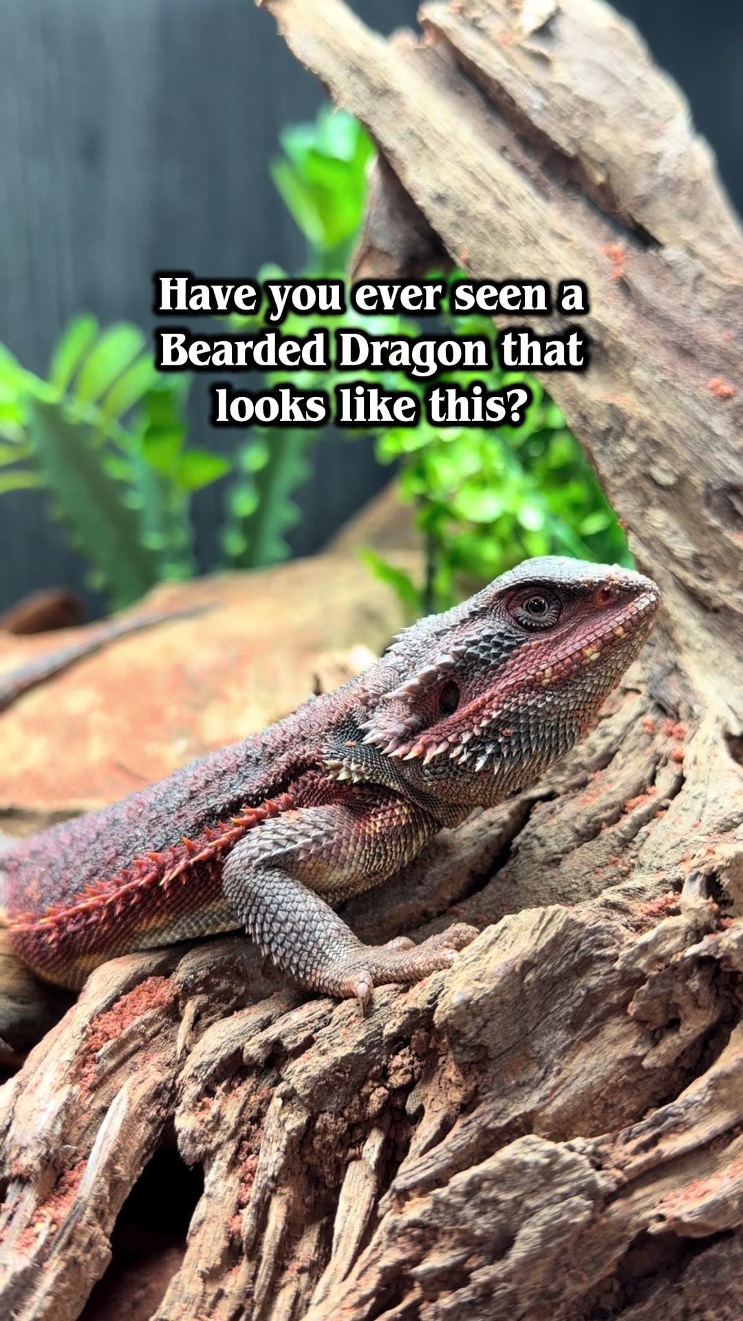 @Reptiles By Post