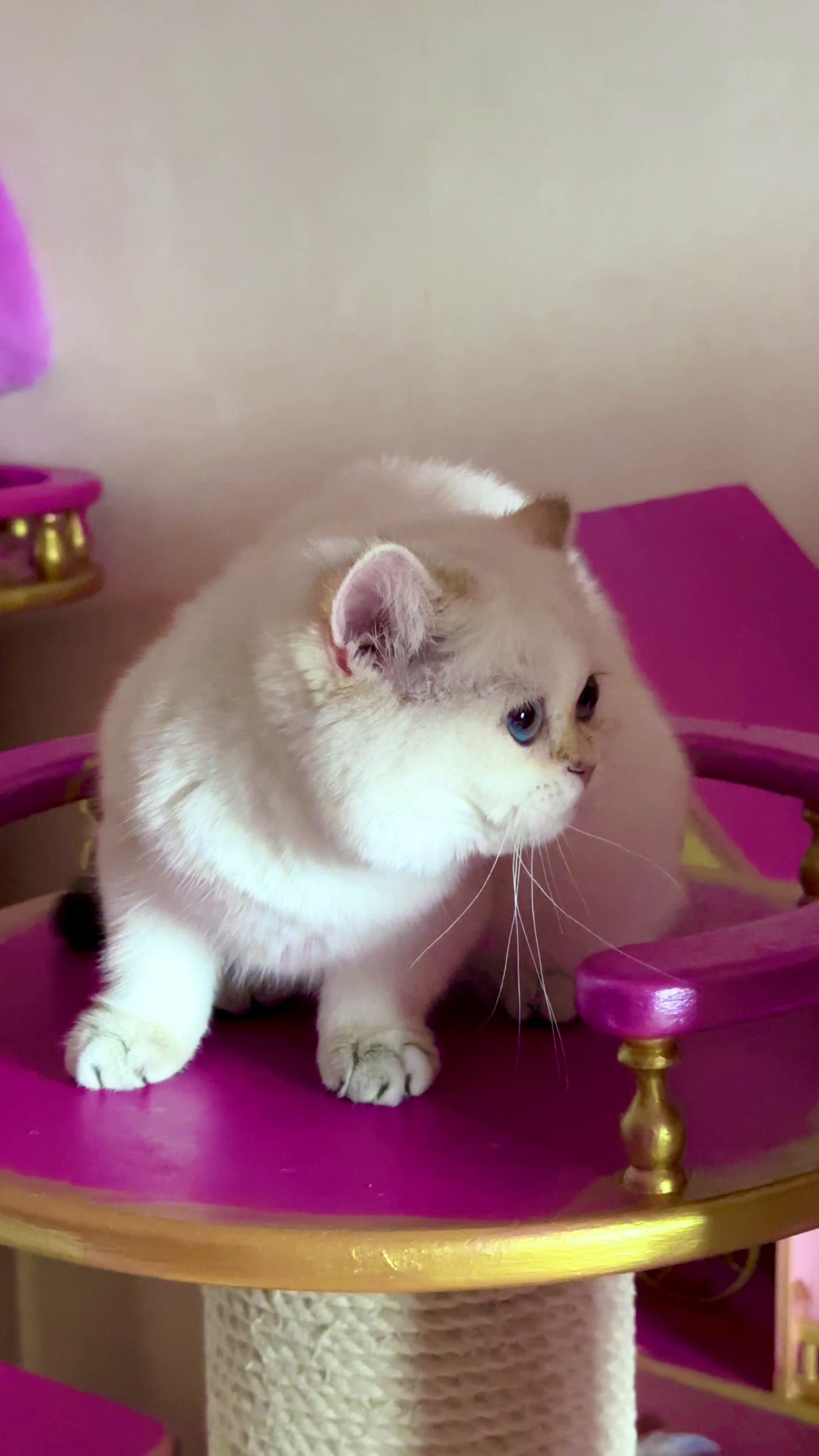 @🦋Cattery_Airveils🦋