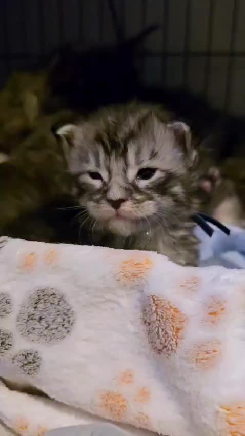 @paddy