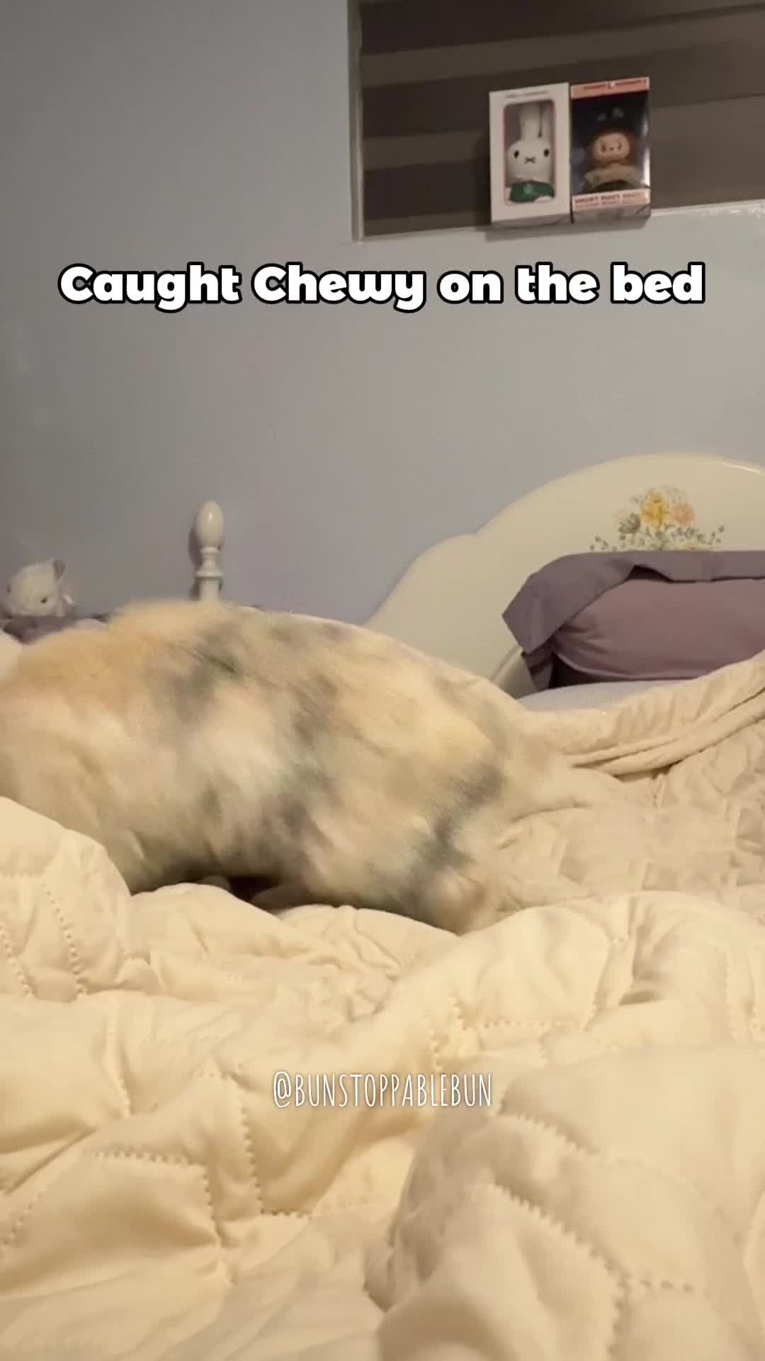 @BunBun, Mochi🌈, Chewy