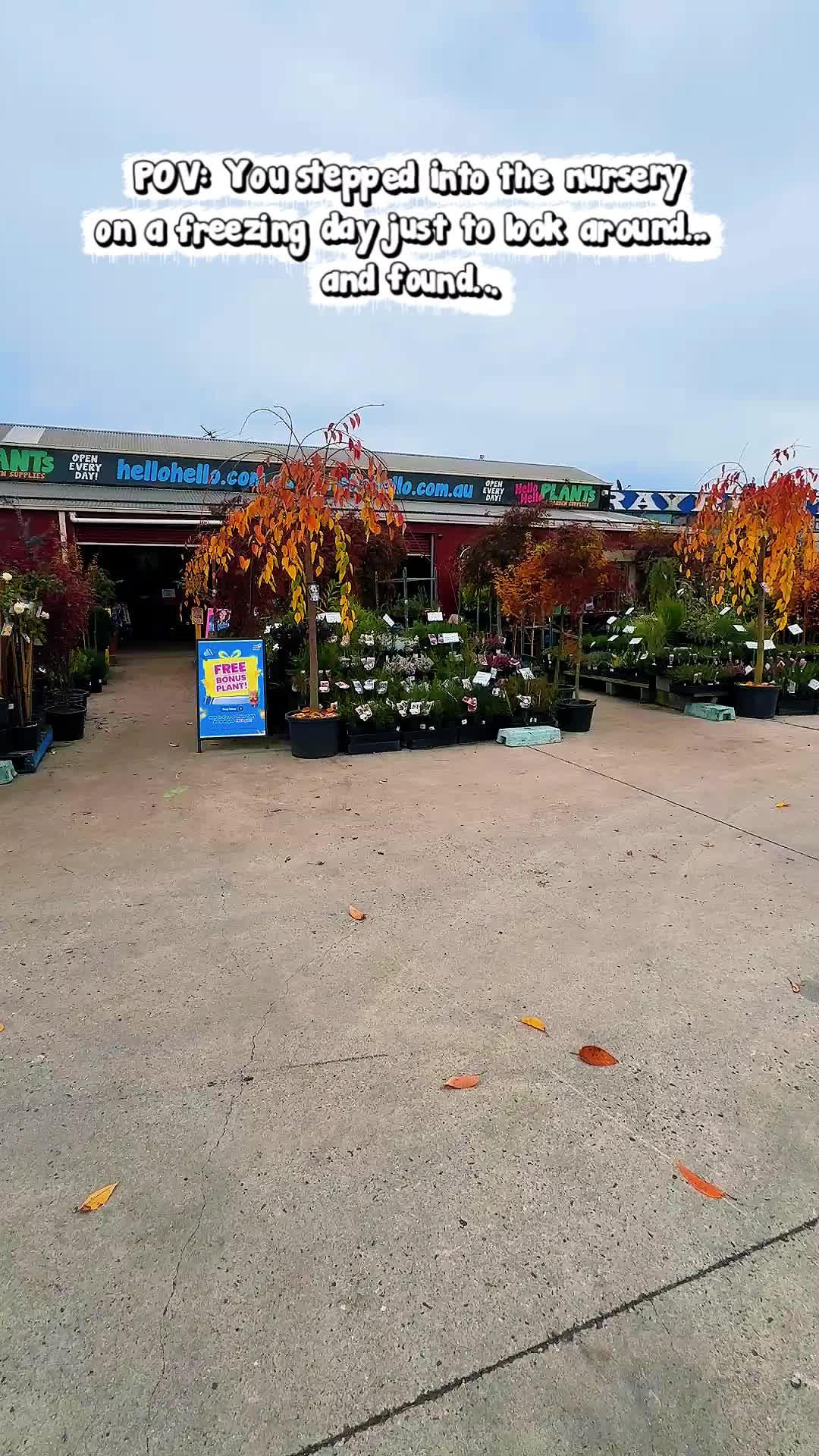 @Hello Hello Plants Nursery