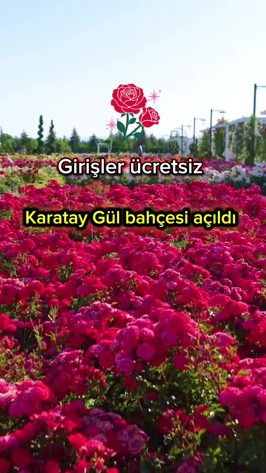 @Almina Ay&ccedil;i&ccedil;ek