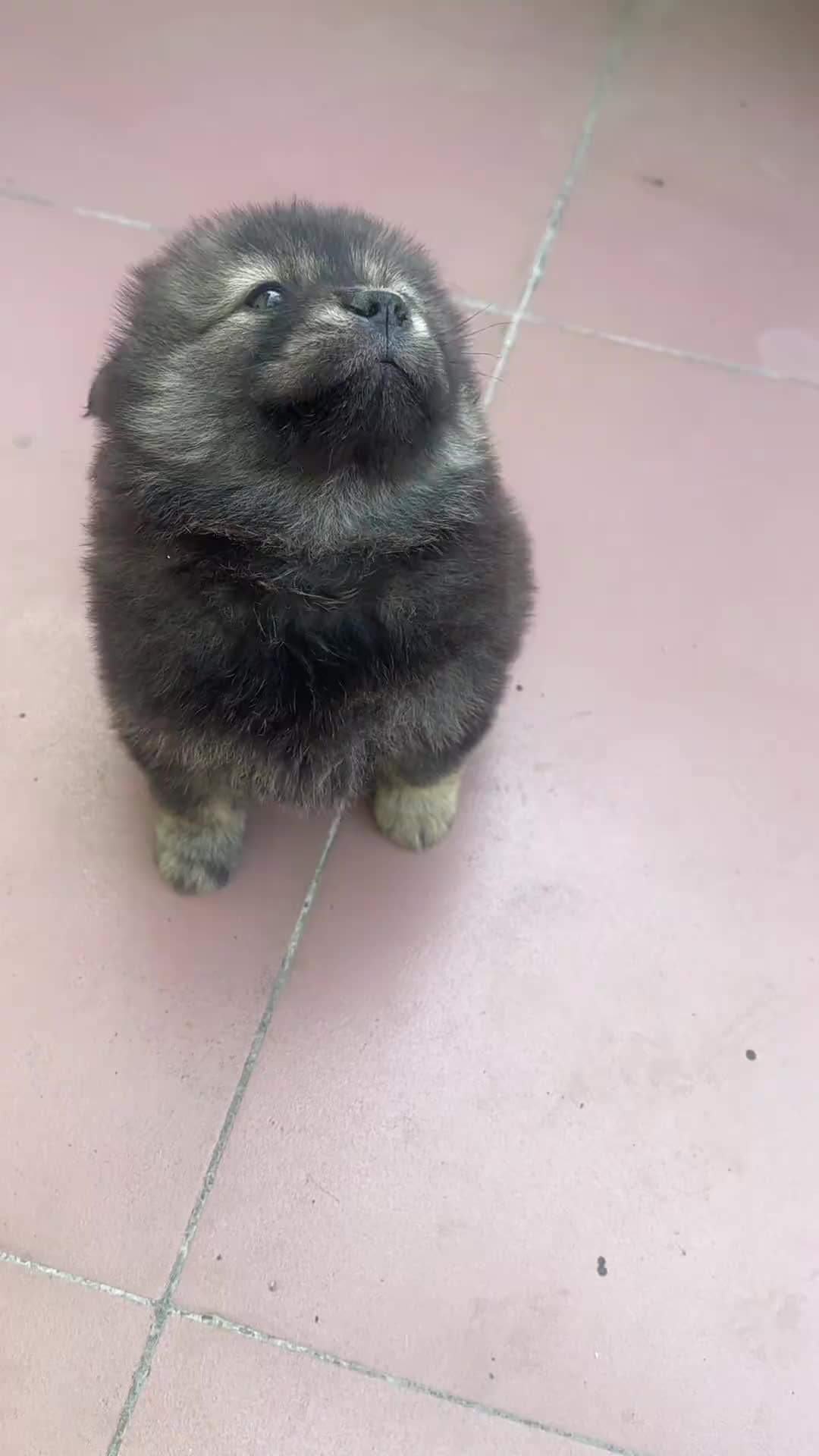 @MeowWoofMoments