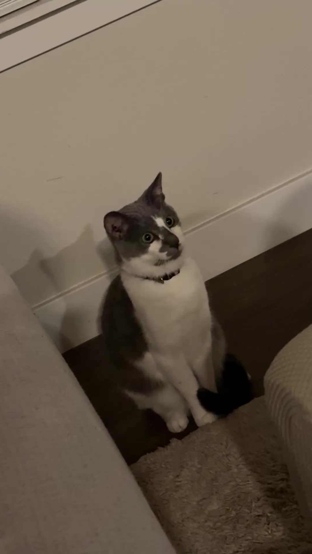 @oliverandstellaferrets