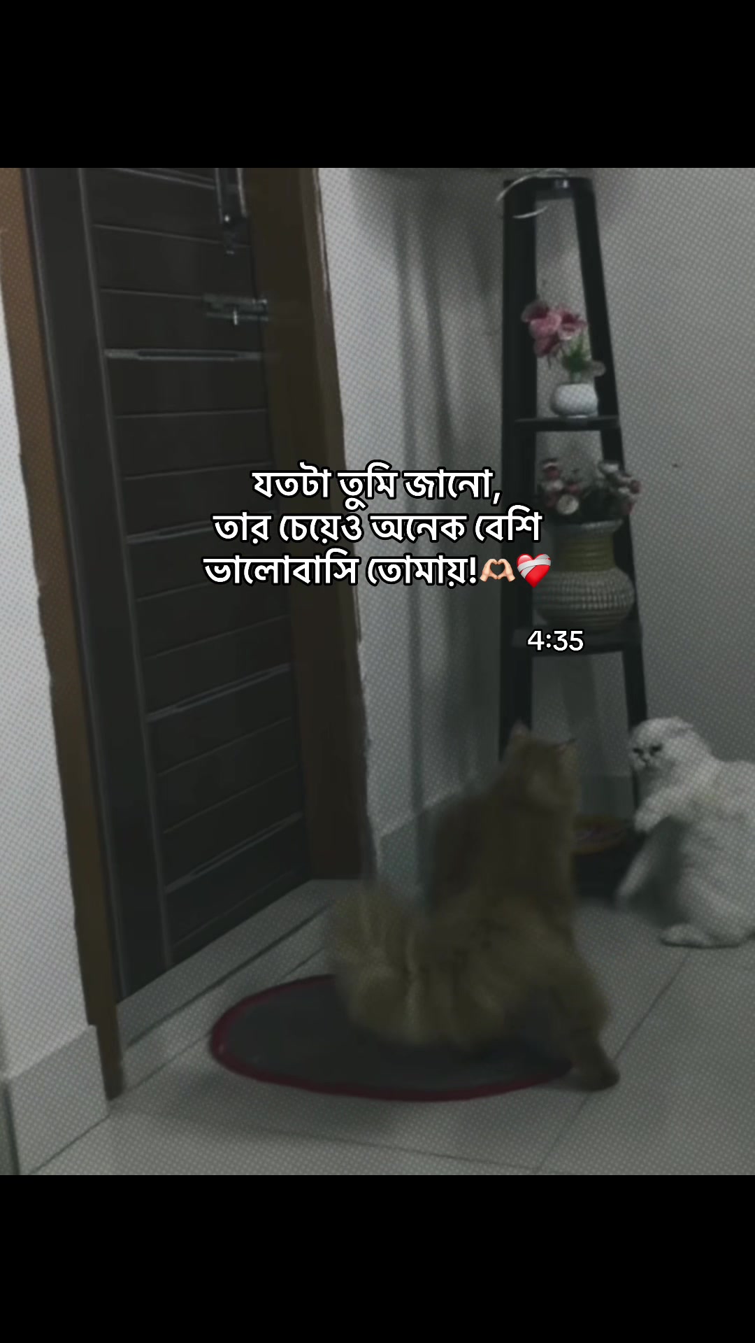 @Safa