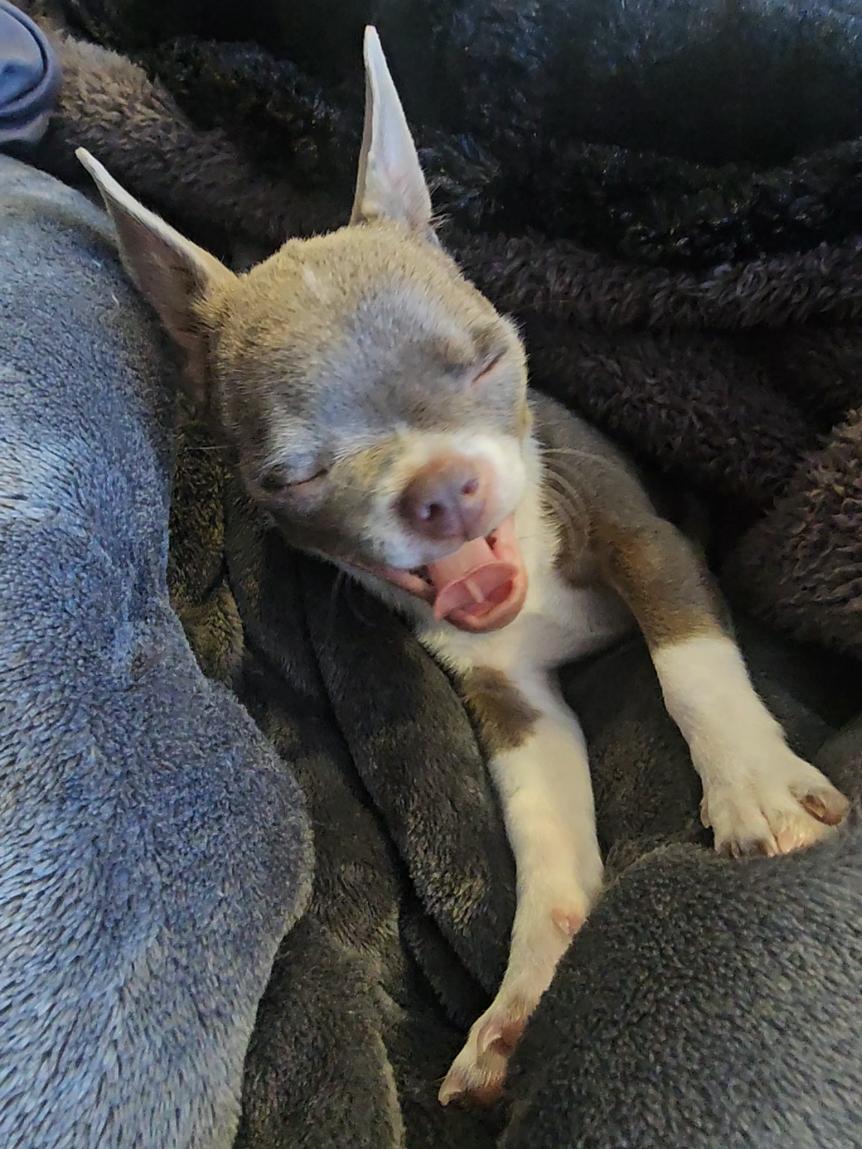 @RufinaChihuahua