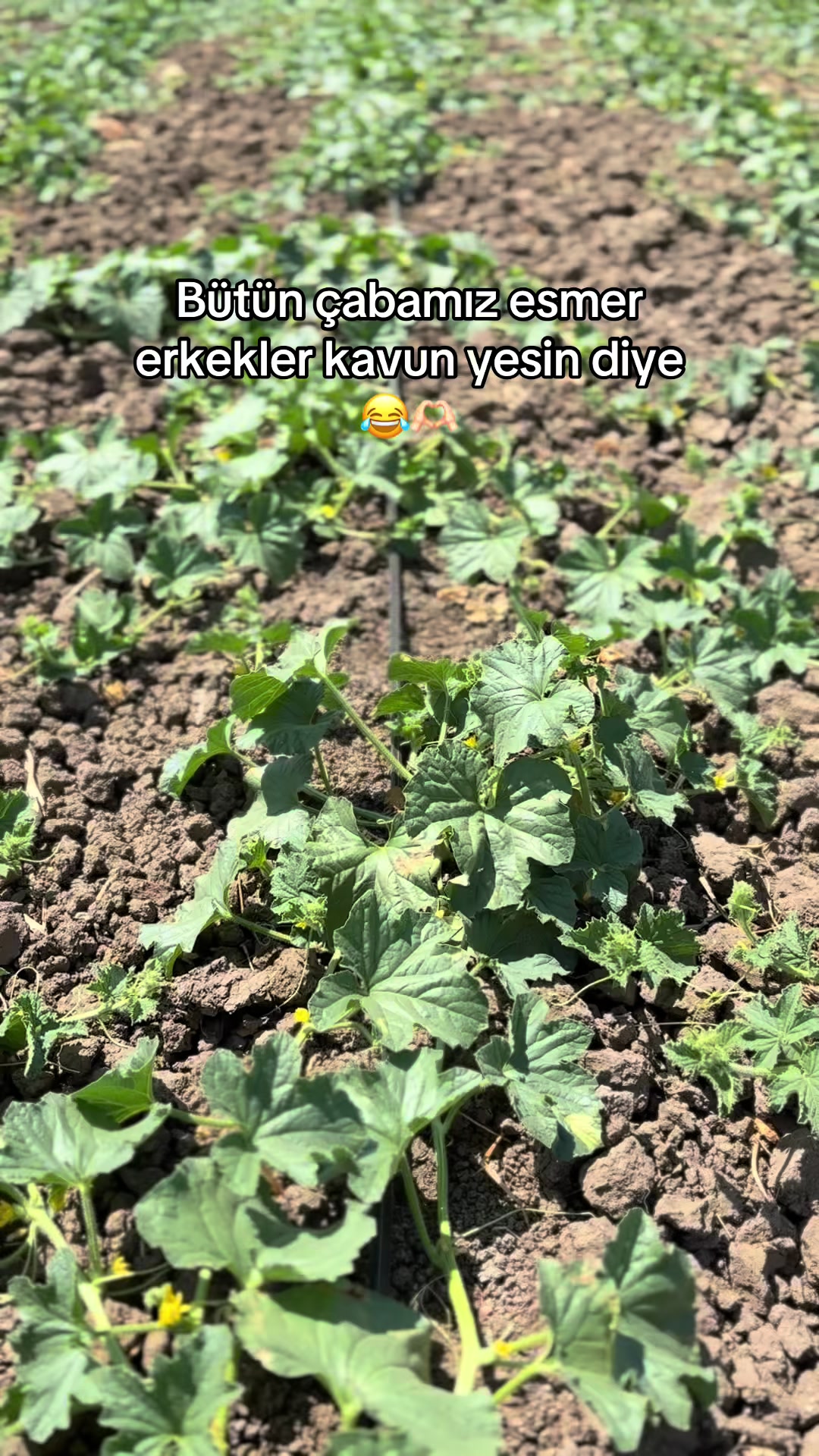 @gozde