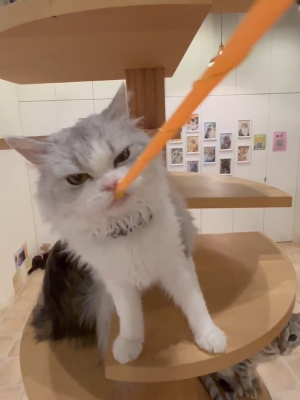@猫カフェぷちまりーおきなわ北谷店