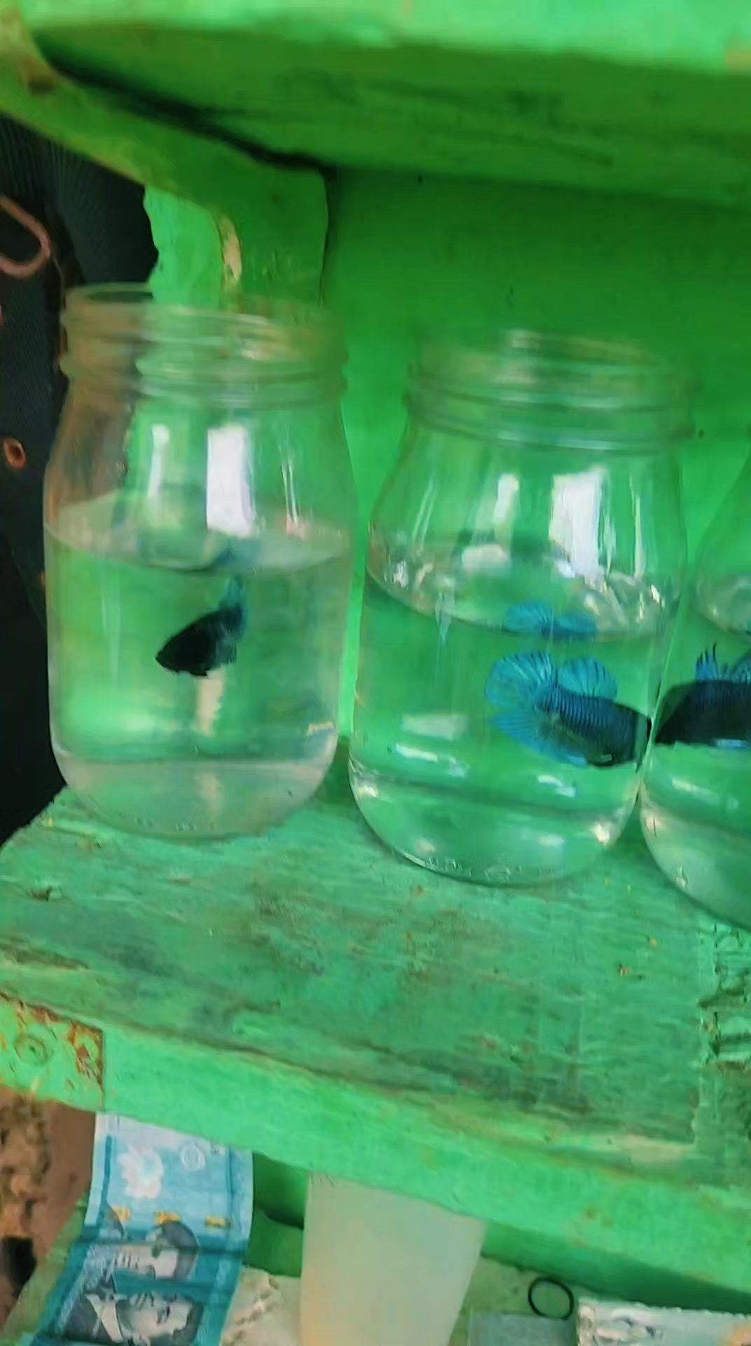@Yorki Bettas