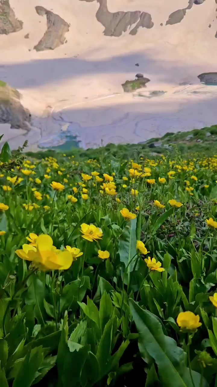 @xalxallok🐞🐞