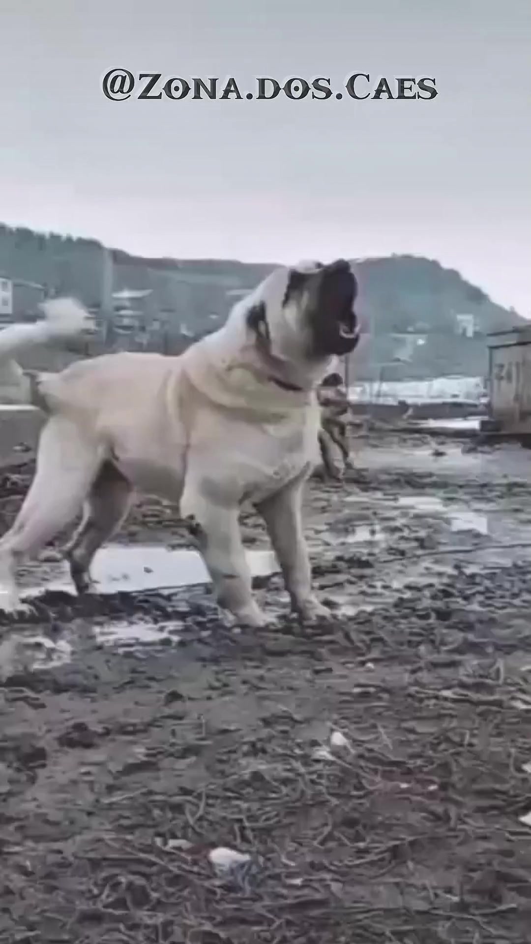 @Zona dos Cães