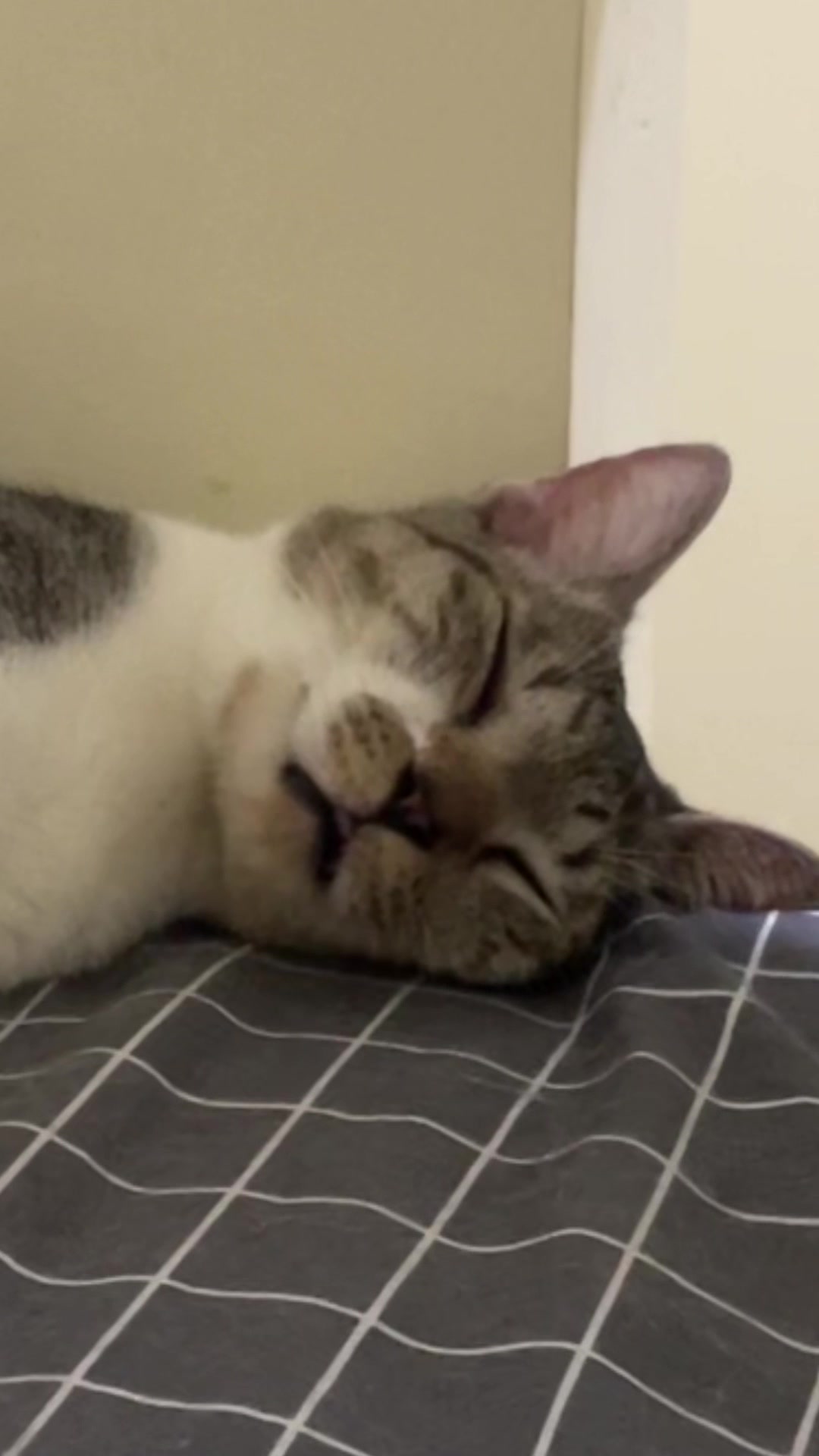 @three_muscateers