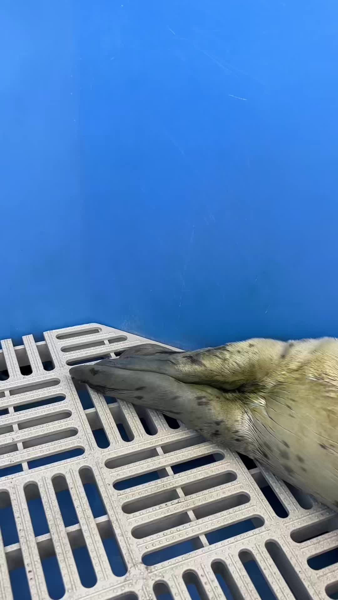 @Marine Mammal Rescue Society