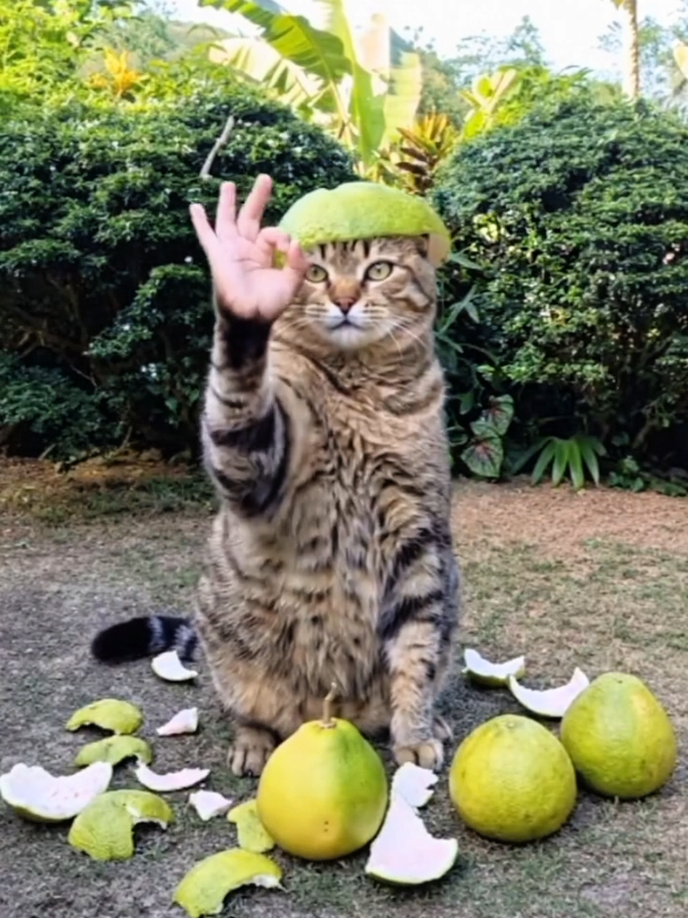 @Cak Rahman