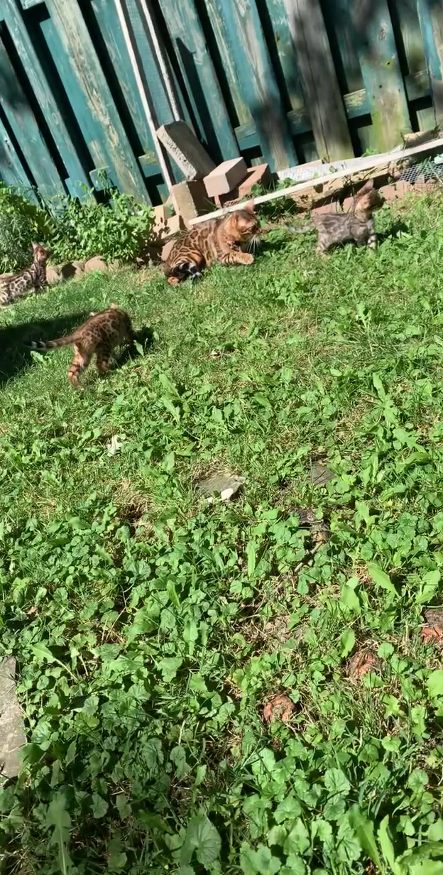 @Bengal Cats