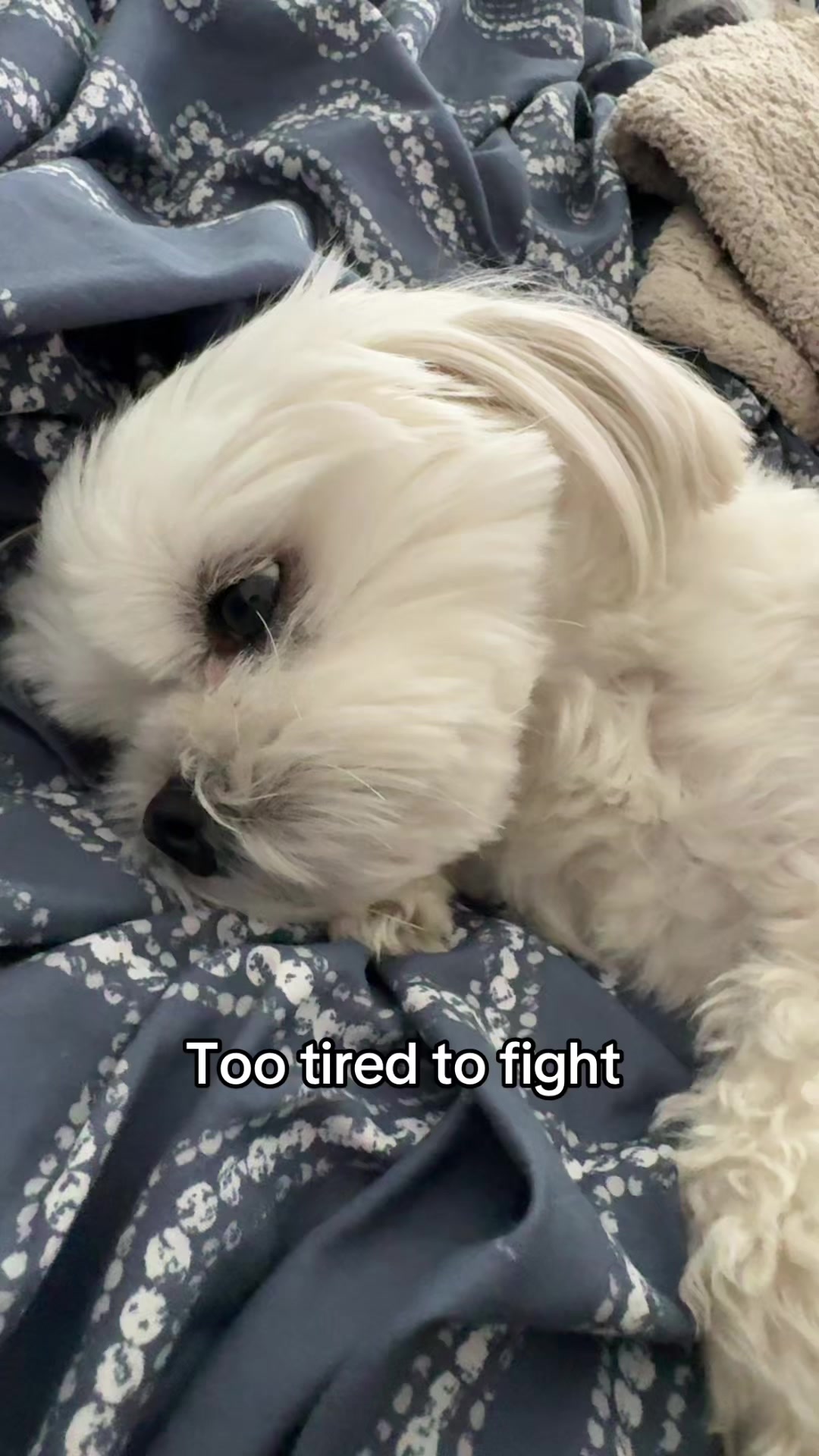 @theluckymaltese