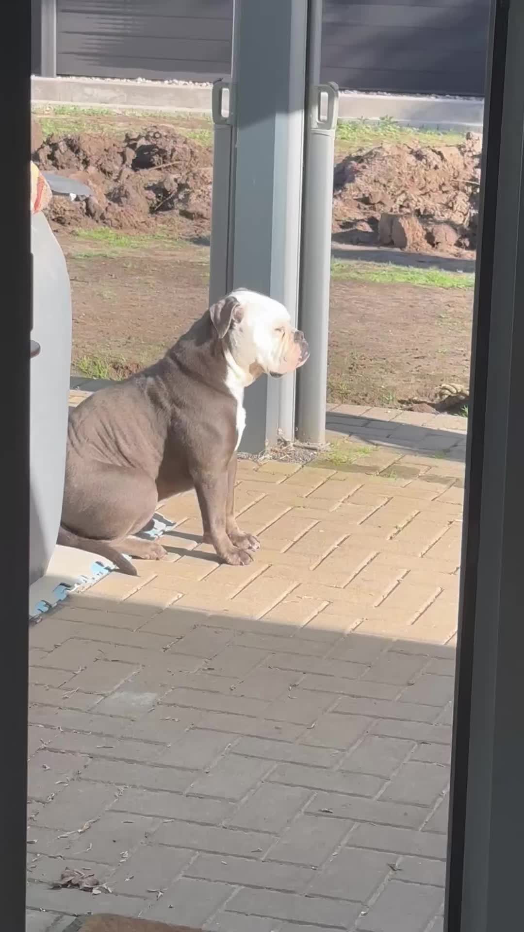@Kalle 🐕