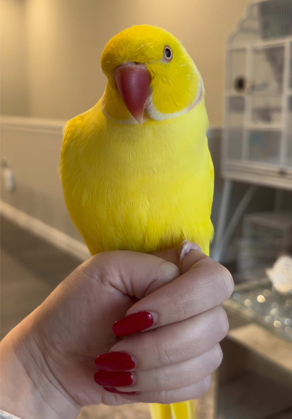 @TWINKIE 🐥