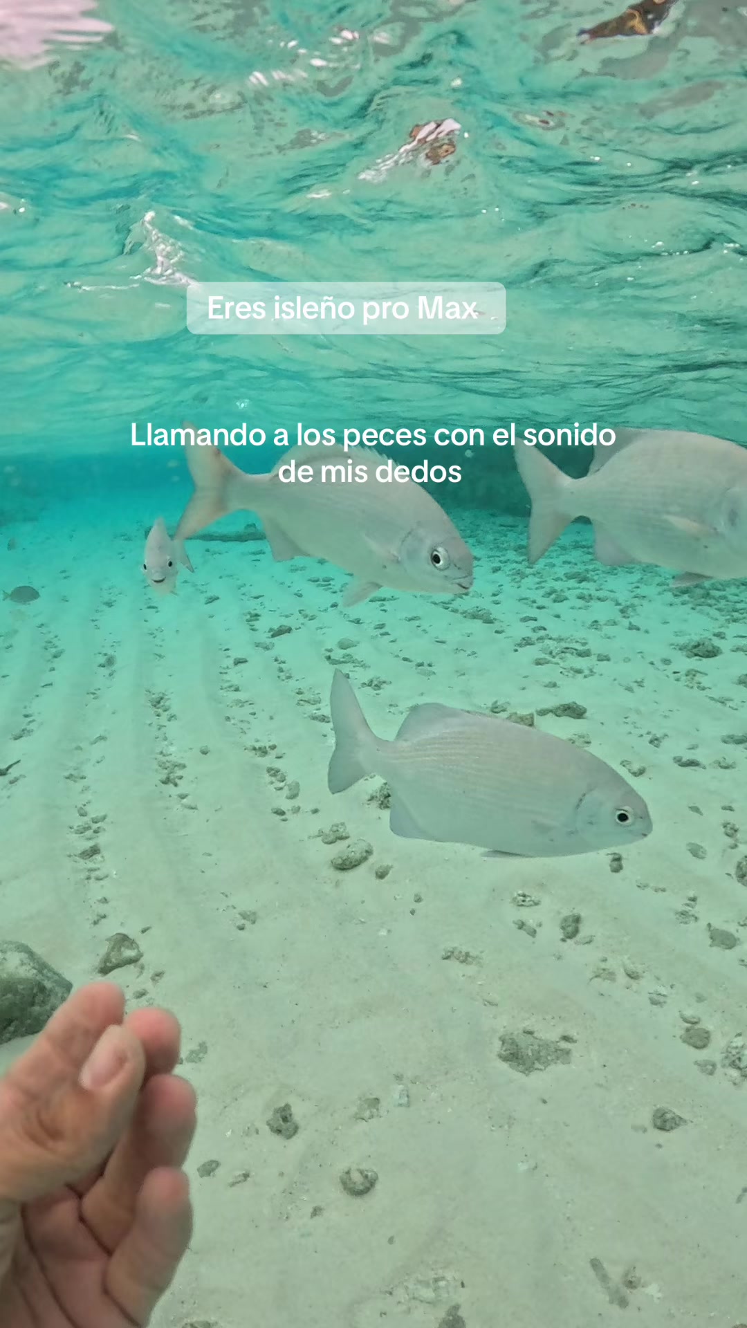 @El isleño🌴🌊🇨🇴