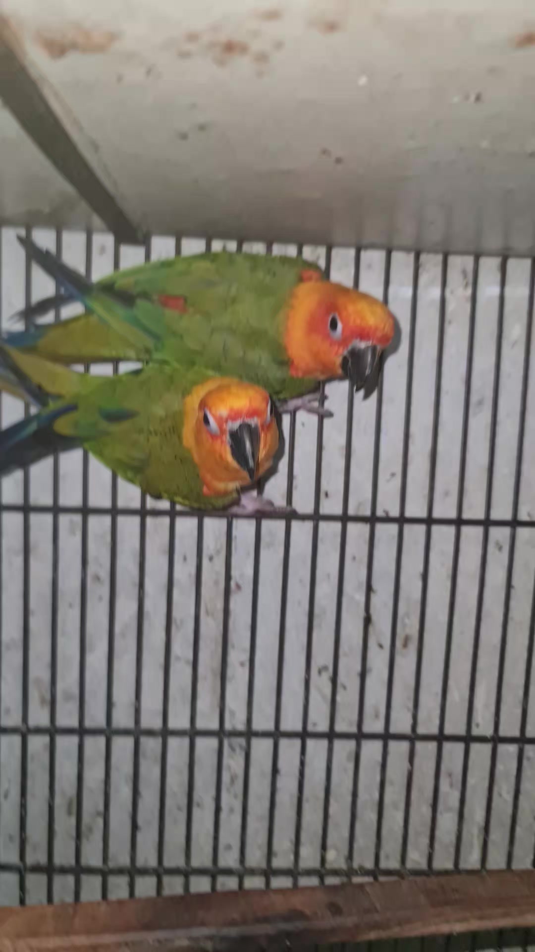 @ROYAL BIRD US