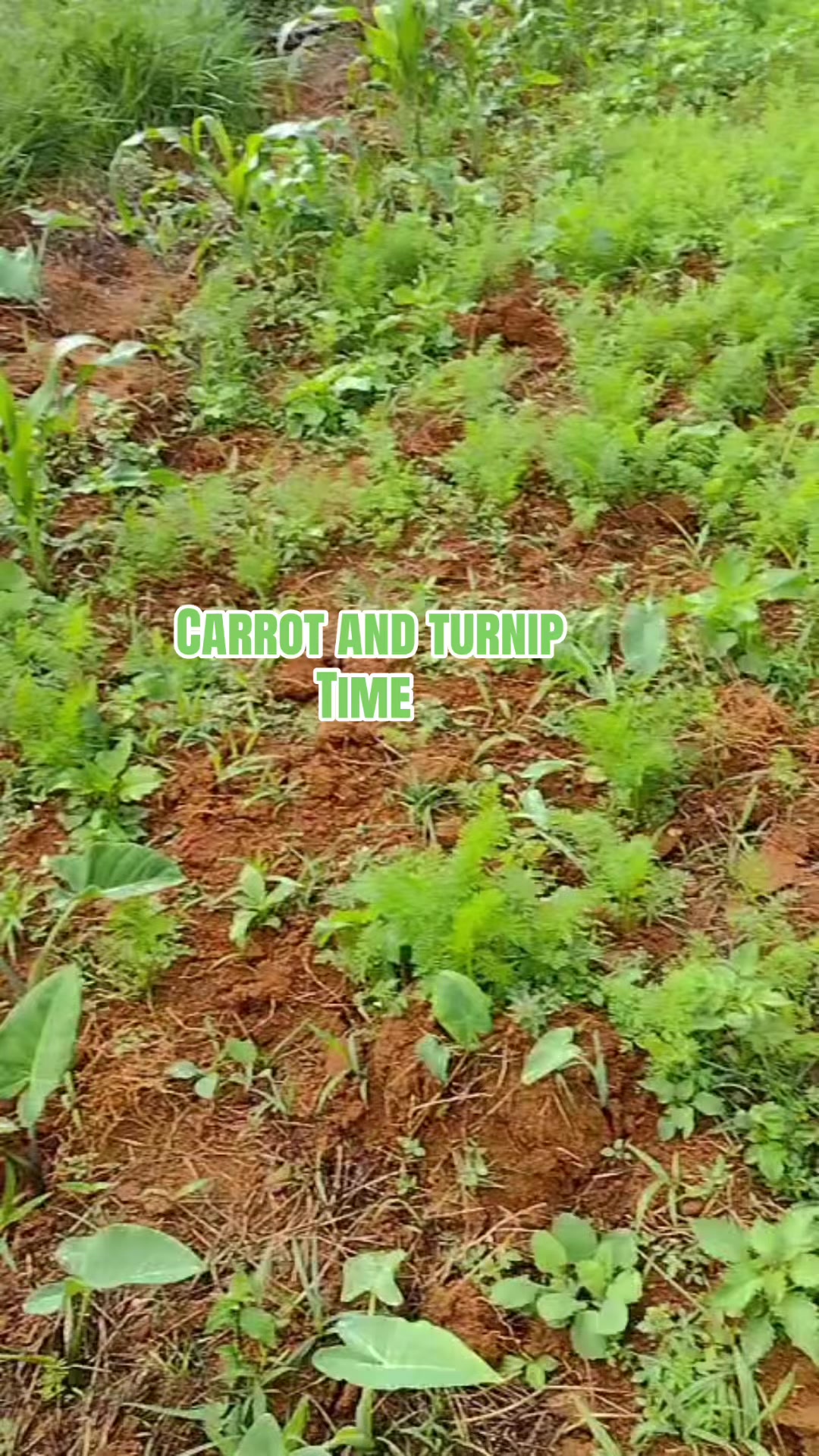 @Ripteez_Farm