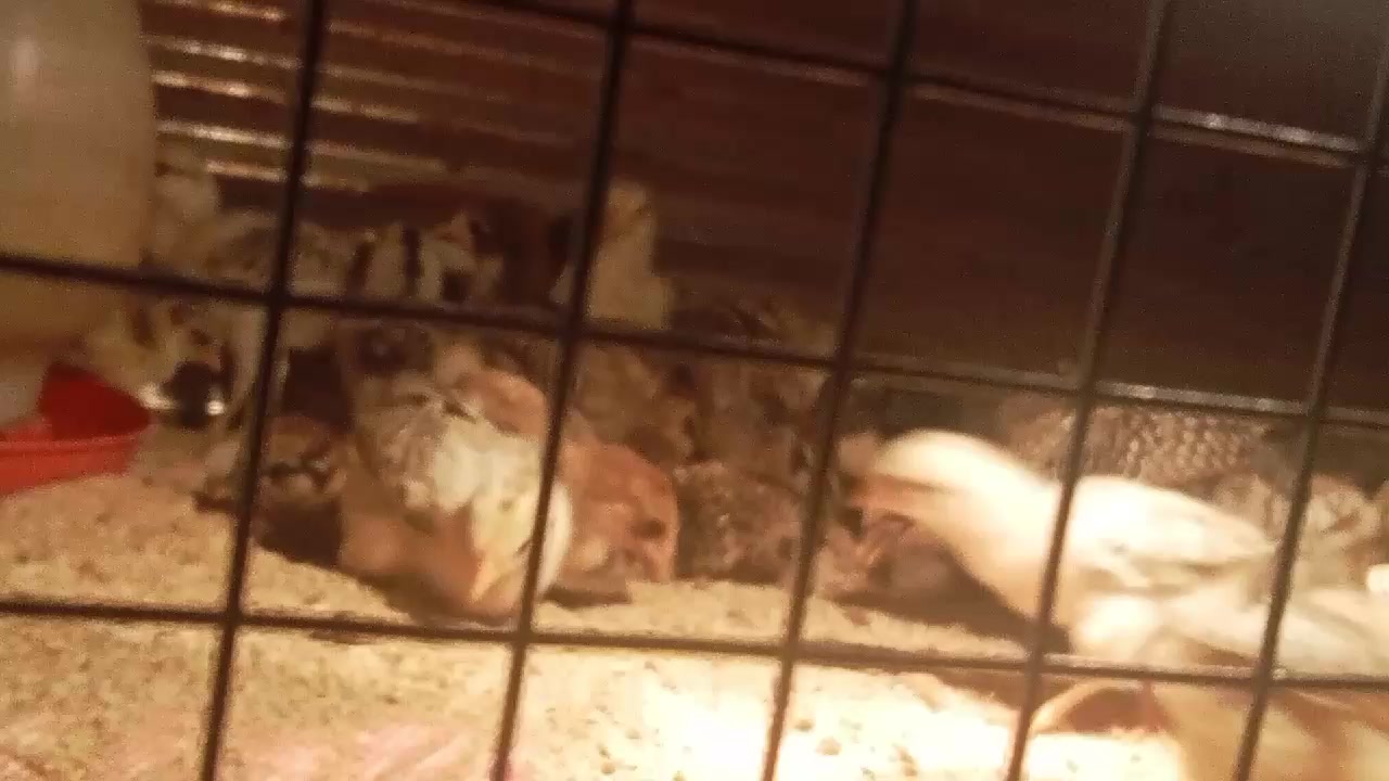 @វិរះចាវ ជាងដែក