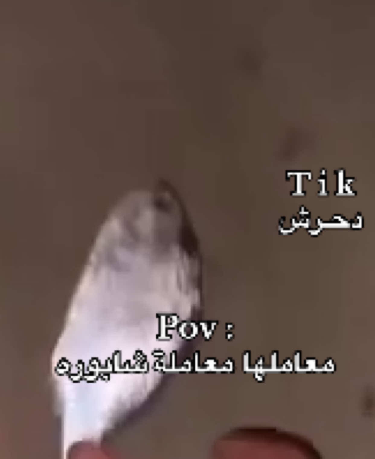 @دحرش | ضحك 😂