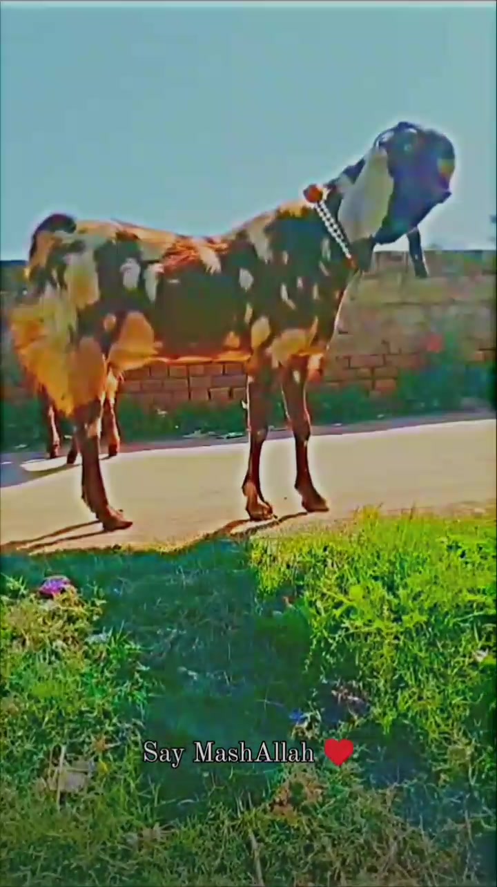 @waqas Jhelum wala