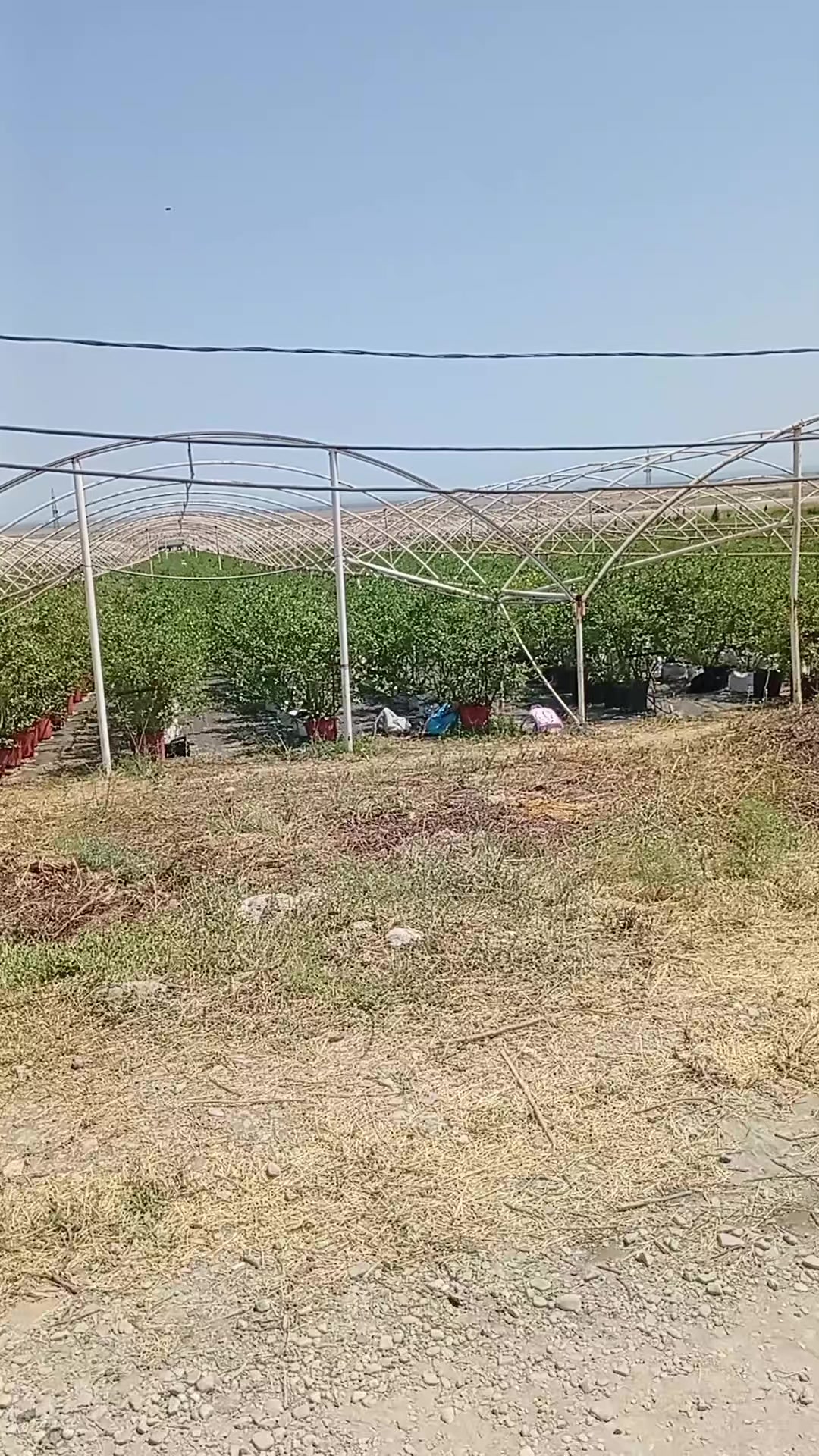 @gülum