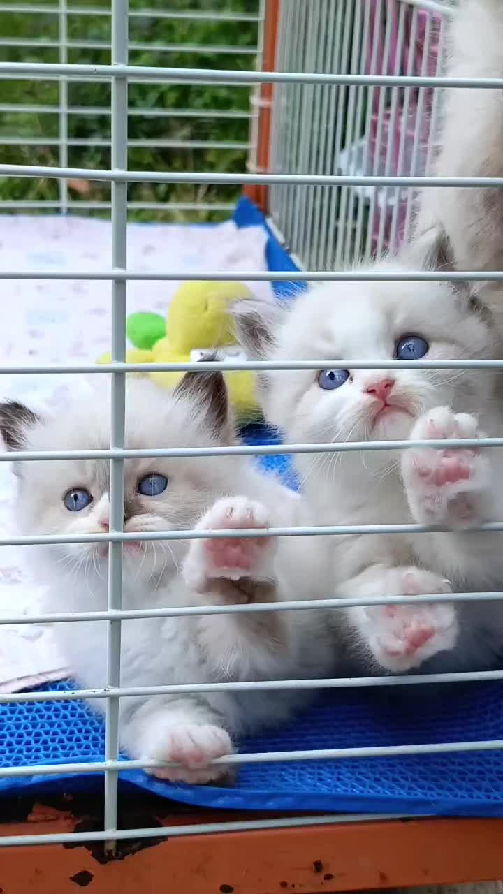 @mellsan persian biang jaya
