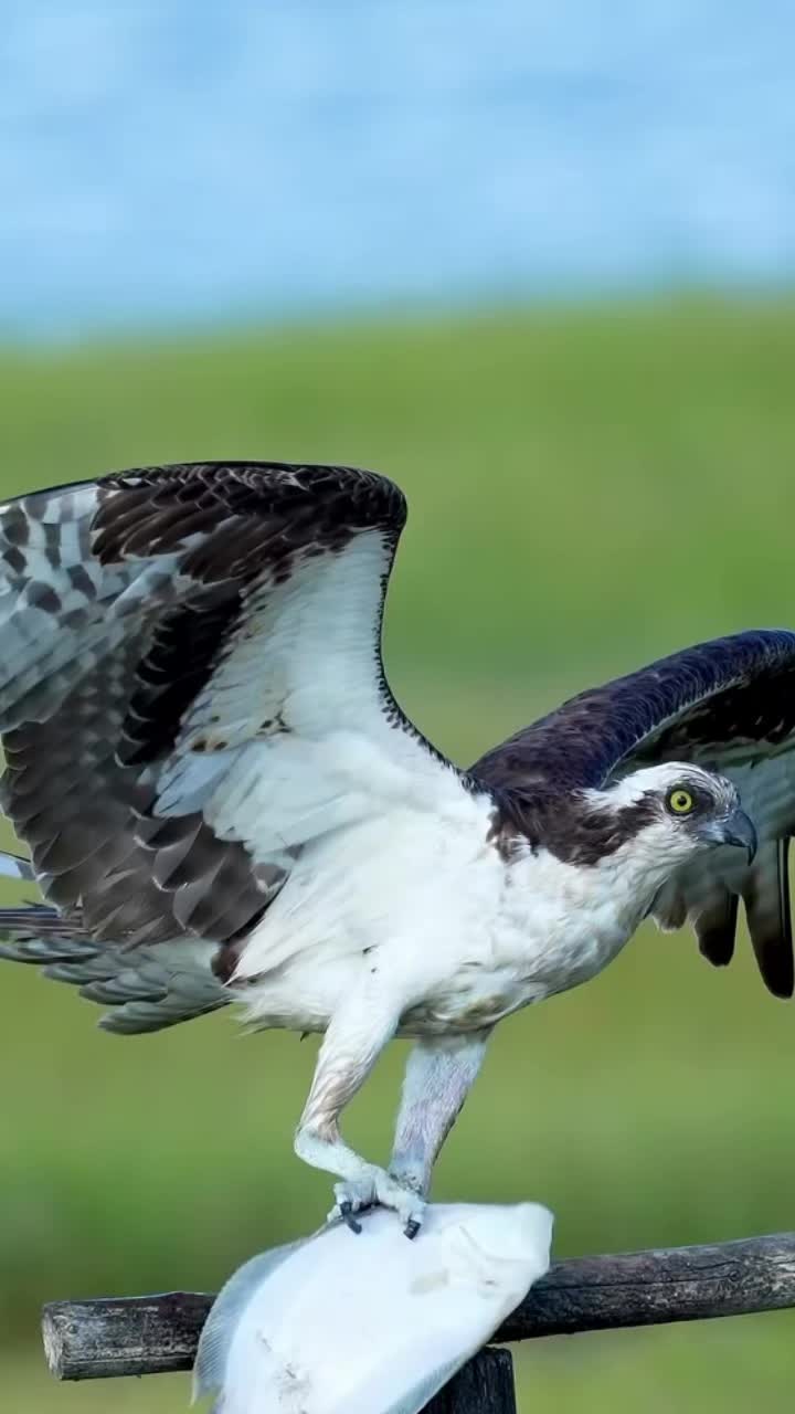 @🦅ZA_KO🦅
