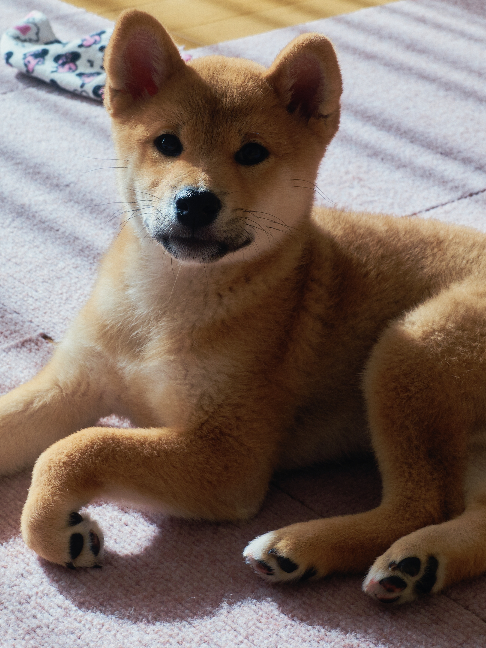 @柴犬座〜The Shiba Inu〜