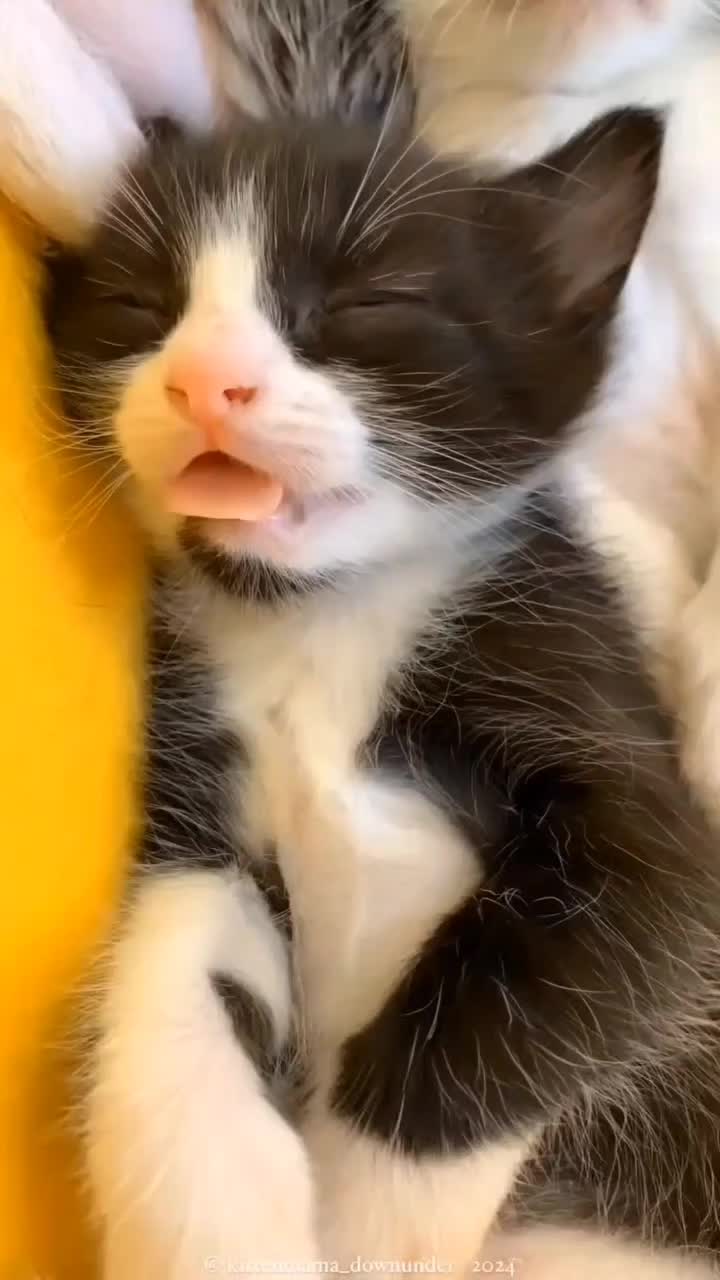 @catnipcrazee