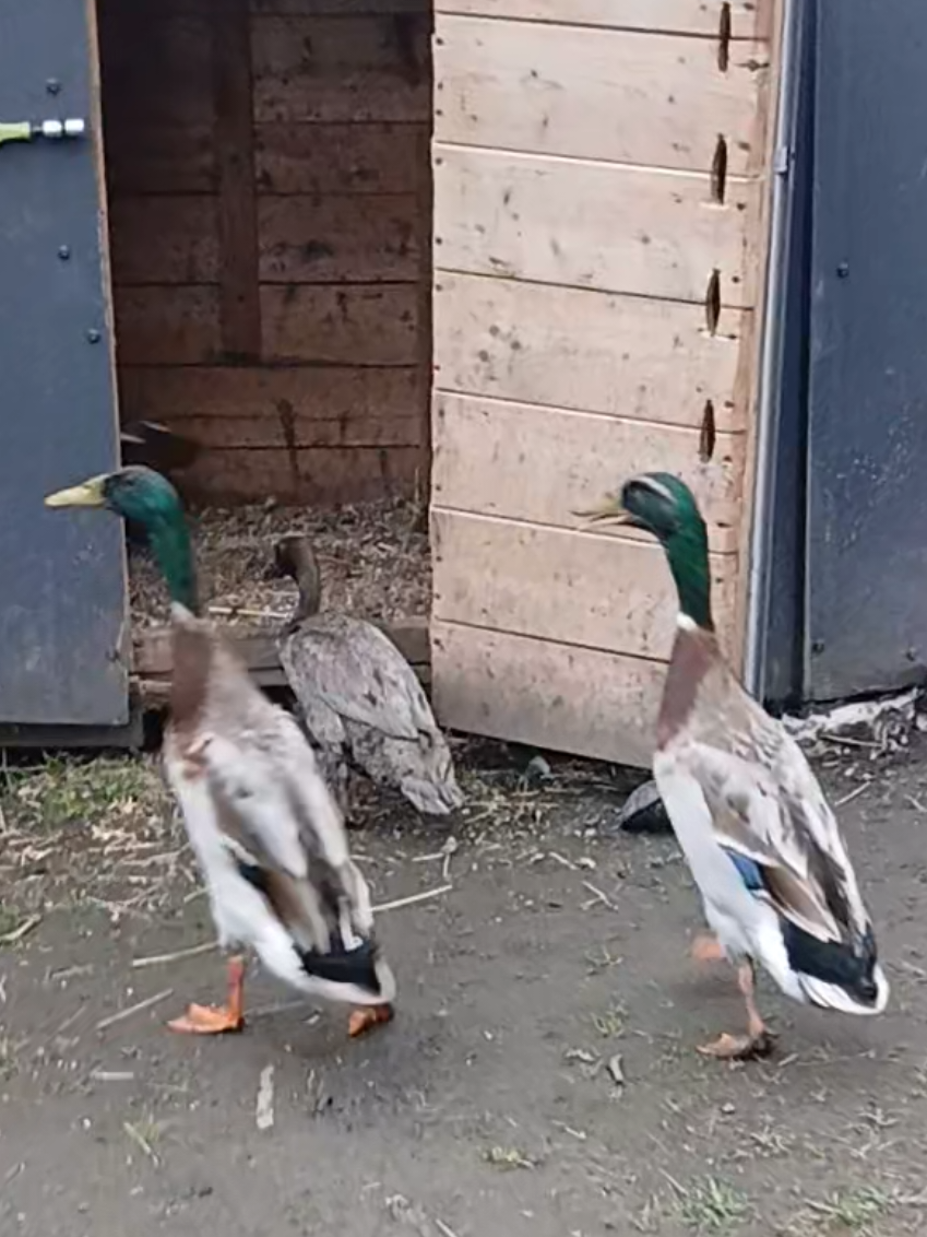 @Kaczogród u Milki🦆🦆🦆🦆