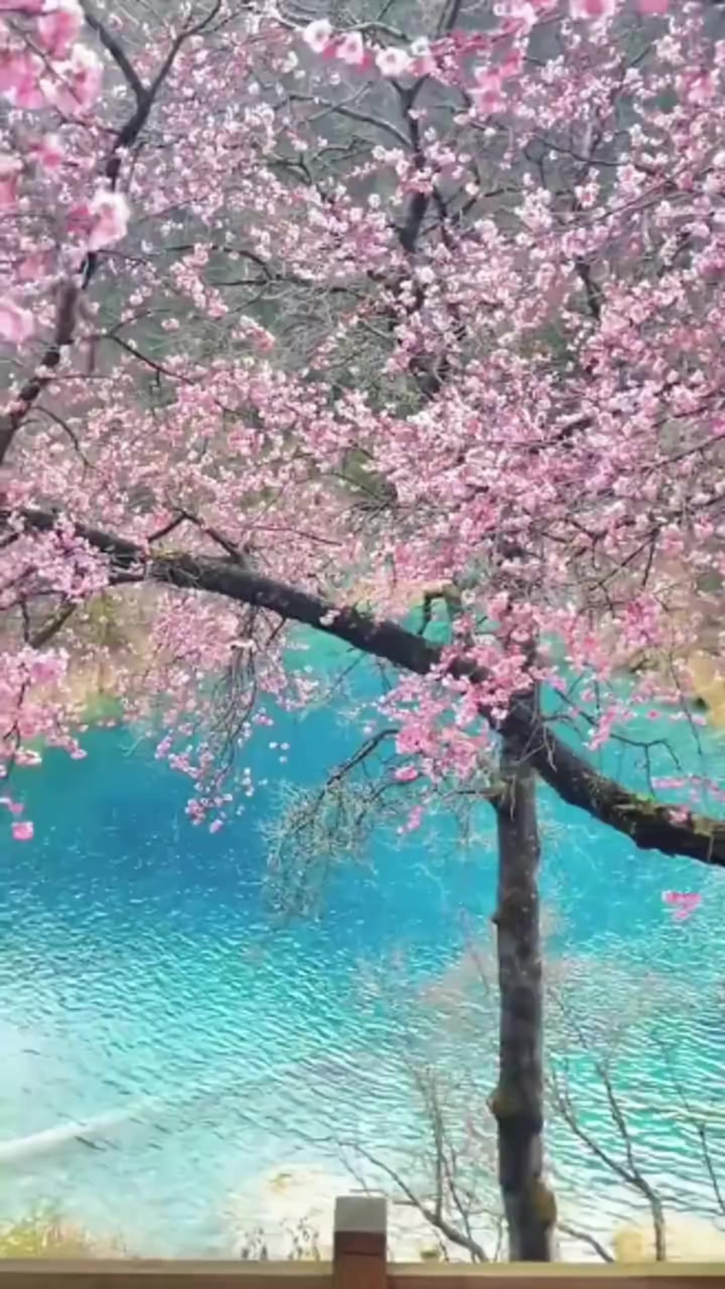 @无梦旅人🌬半口仙气