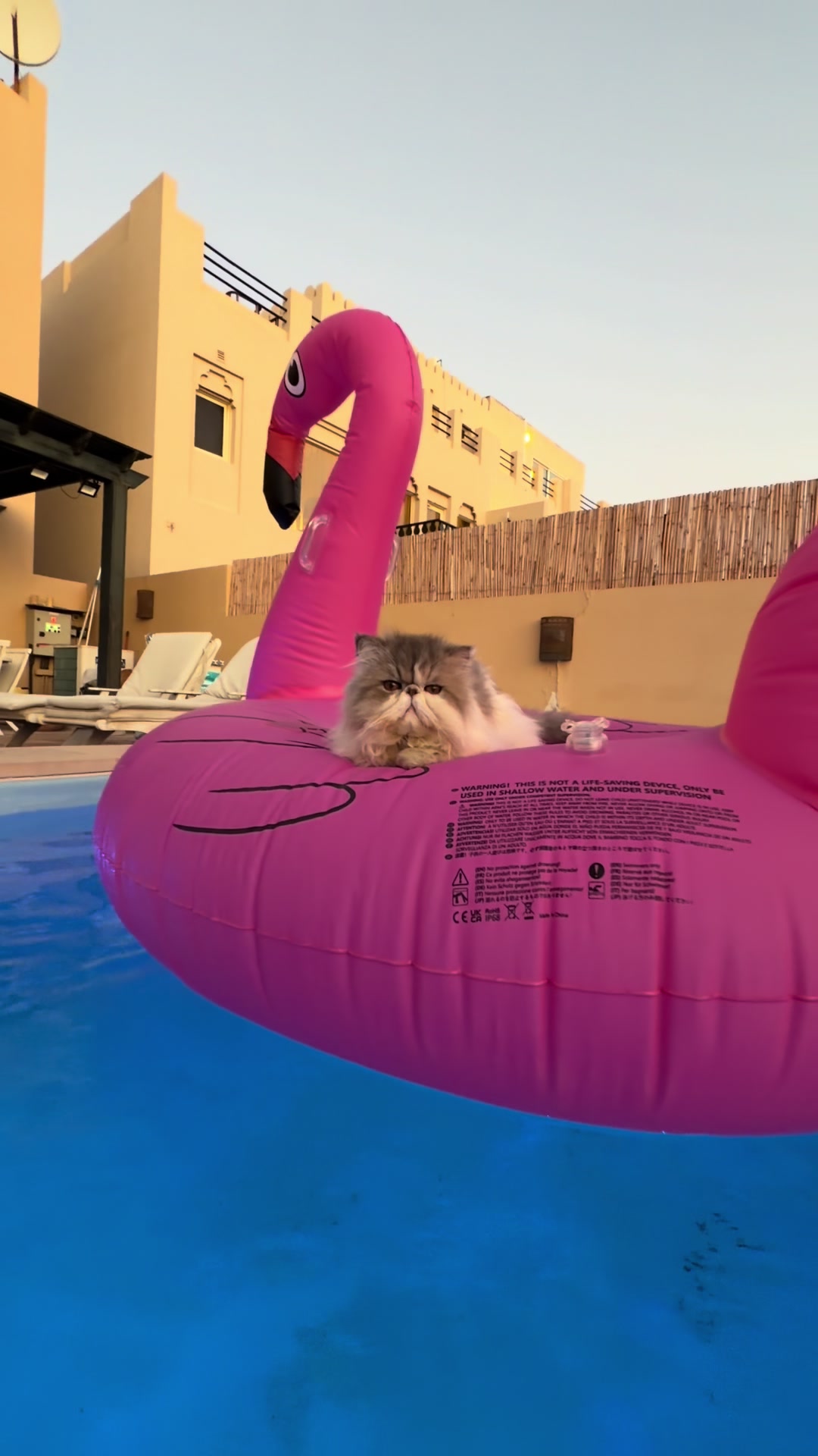 @thezenkitty