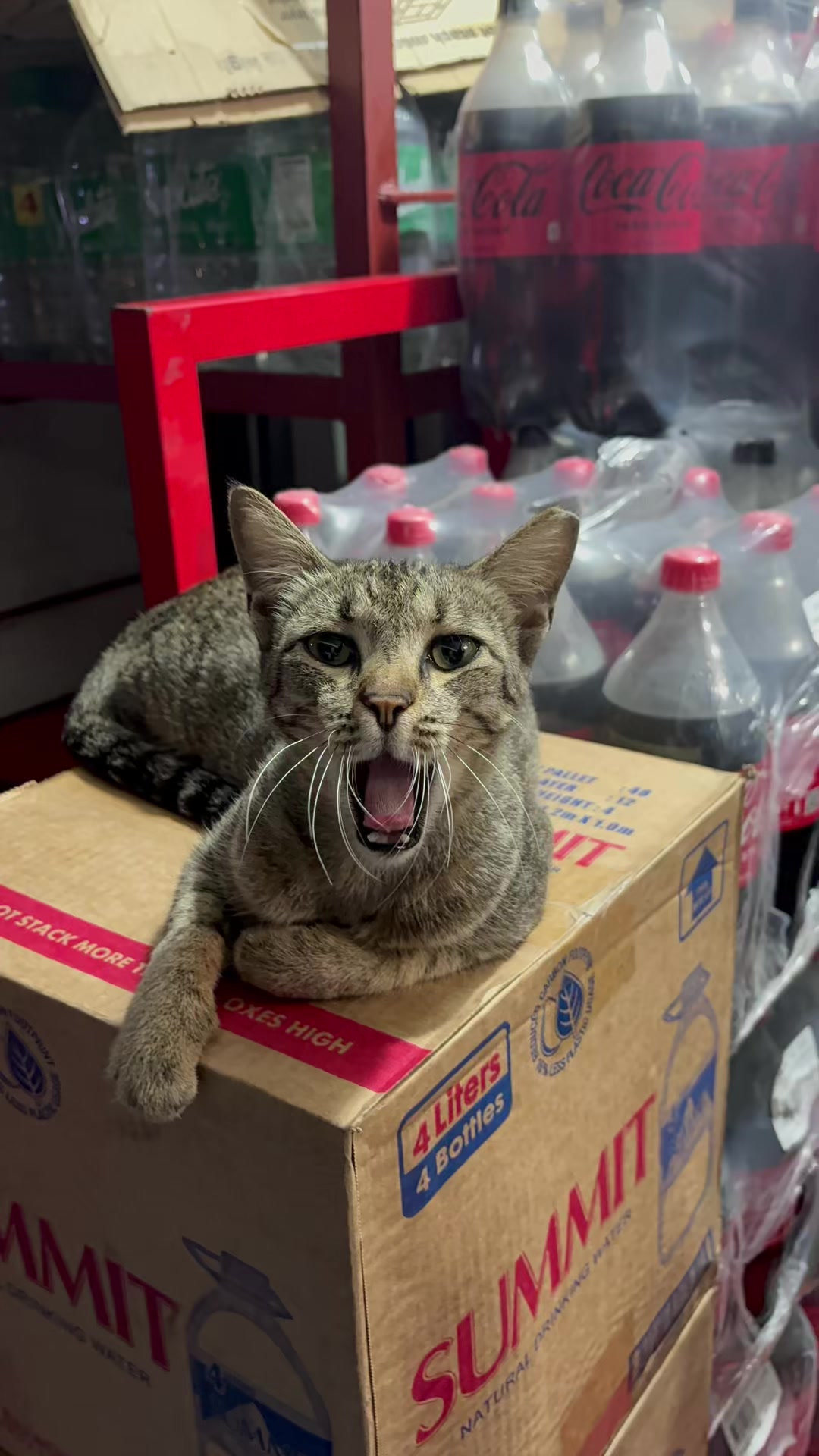@TheCatFather